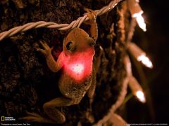 Tapeta National Geographic 548.jpg